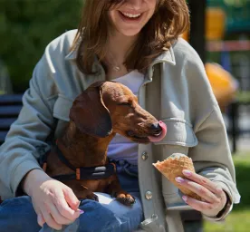 Can Dogs Eat Ice Cream