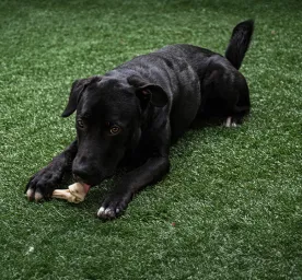 Can Dogs Eat Lamb Bones