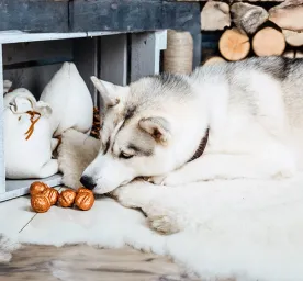 Can Dogs Eat Nuts