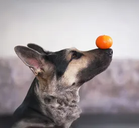 Can Dogs Eat Oranges