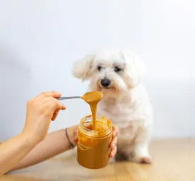 Can Dogs Eat Peanuts and Peanut Butter