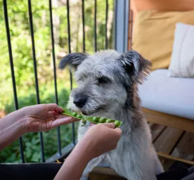 Can Dogs Eat Peas