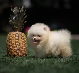 Can Dogs Eat Pineapple