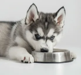 Can Dogs Eat Tuna?