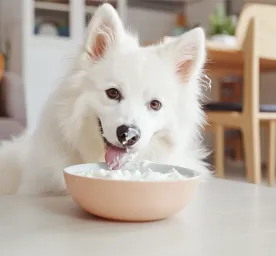 Can Dogs Eat Yogurt?