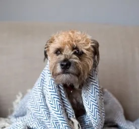 Can Dogs Get Colds or Flu?