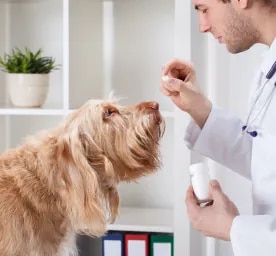 Can You Give Dogs Benadryl?