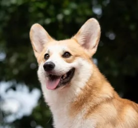 Can Dogs Laugh And Smile?