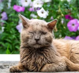 Cat Conjunctivitis - Symptoms and Treatment