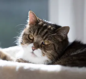 Cat Dementia: What You Need to Know