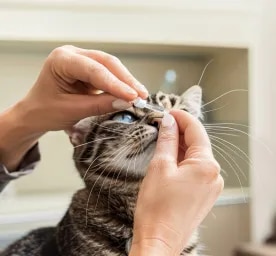 Cat Eye Drops - What Owners Should Know