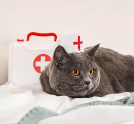Cat First Aid