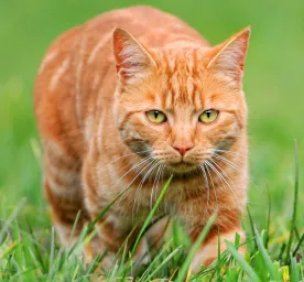 Cat Hunting Behaviours