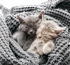 Cat Labour and Giving Birth.