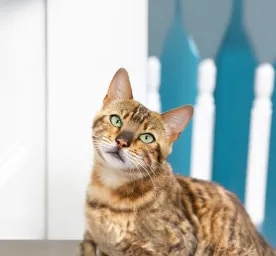 Do Cats Get Bored The Tell-Tale Signs of Cat Boredom