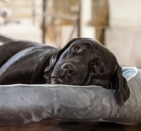 Do Dogs Dream?