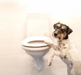 Dog Constipation Everything You Need to Know