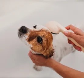 Dog Dandruff Causes and Tips to Treat it