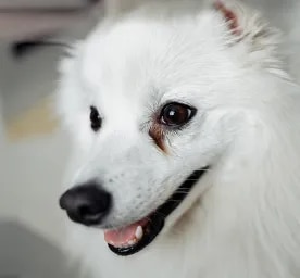 Dog Eye Infections Symptoms and Treatments