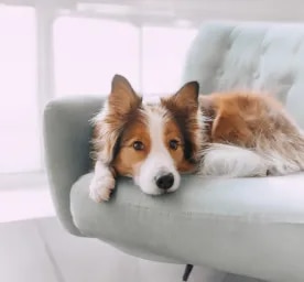 Dog Hackles Why Do Dog’s Hairs Stand Up