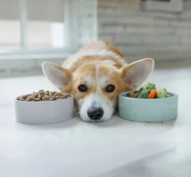 Dog Nutrition for a Balanced Diet