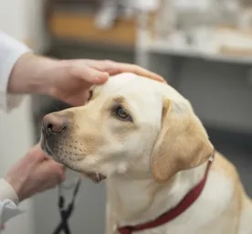 Ear Mites in Dogs: Symptoms and Treatment
