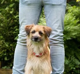 Enriching You and Your Dog’s Life