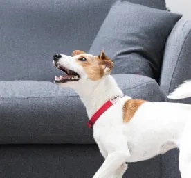 Excessive Dog Barking: Causes & Ways to Stop It