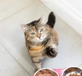 Feeding Your Cat During Pregnancy