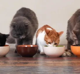 Food Allergies in Cats
