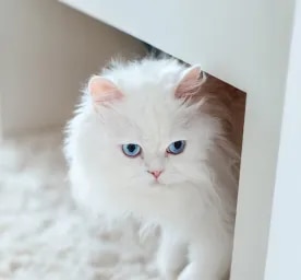 Gorgeous White Cat Breeds to Welcome to the Family