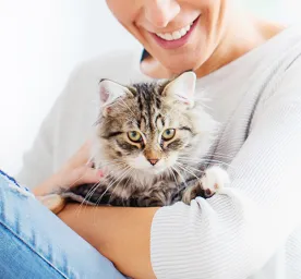 Guide to Boarding Catteries and Cat Sitting Services