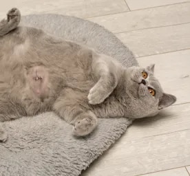 Hernias in Cats