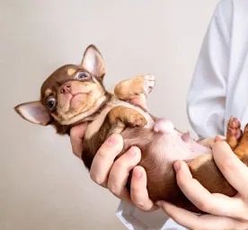Hernias in Dogs What You Need to Know