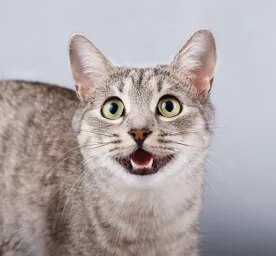 How Many Teeth Do Cats Have? Revealed!