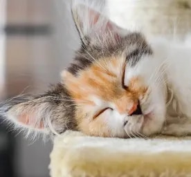 How Smart are Cats?