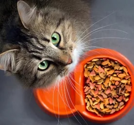 How to Choose the Best Cat Food for Your Pet