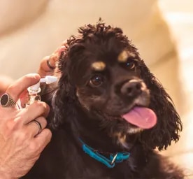How to Clean a Dog’s Ears in 7 Simple Steps