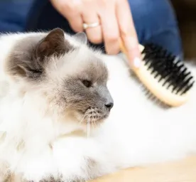 How to Groom a Kitten