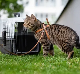 How to Leash Train a Cat