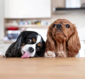 How to Stop Puppy Jumping Up: Top Tips Explained