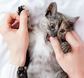 How to Stop Your Cat Biting