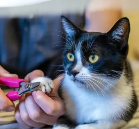 How to Trim Cat Nails Our Stress-Free Guide