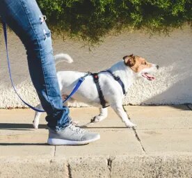 How to Walk Dogs & Puppies on a Lead