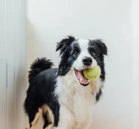 Indoor Dog Games Suggested by a Dog
