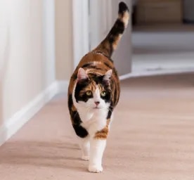 Keeping Your Senior Cat Happy and Healthy Exercise & Mental Stimulation