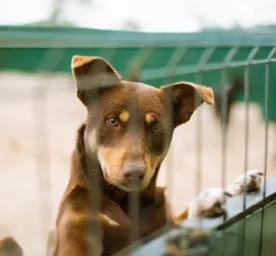 Kennel Cough in Dogs