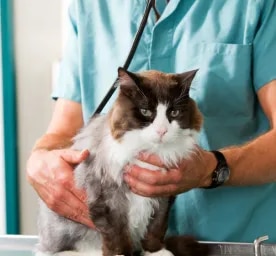 Kidney Problems in Cats Causes and Treatments