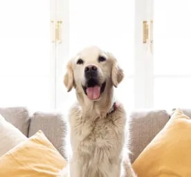 Lockdown Coping Mechanisms for You and Your Dog