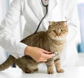 Lungworm in Cats – Symptoms and Treatment